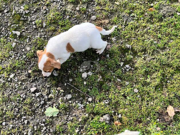 Beautiful jack Russell pups for sale in Ferndale, Rhondda Cynon Taf - Image 5