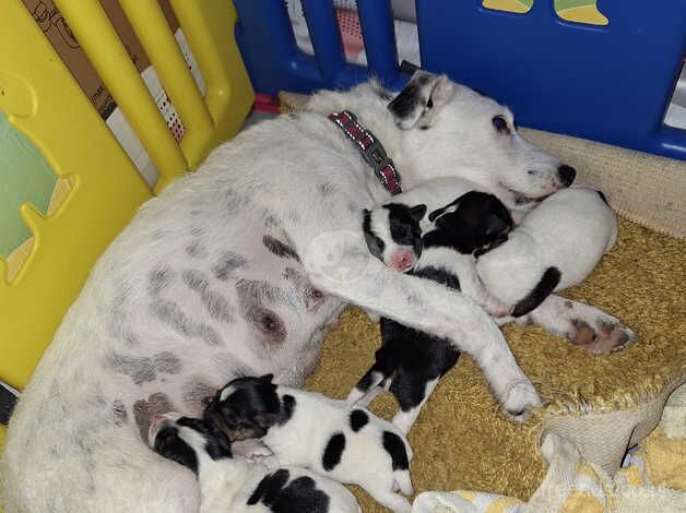 Beautiful Jack russell pups in South wales for sale in Barry, Angus