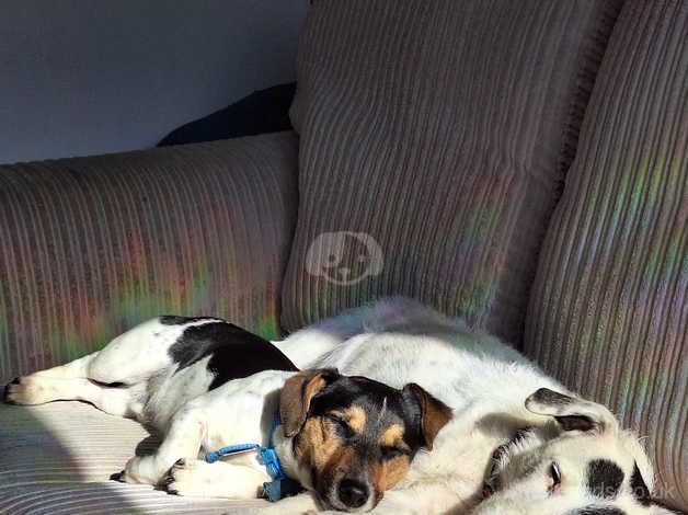 Jack Russell Puppies for sale in Angus