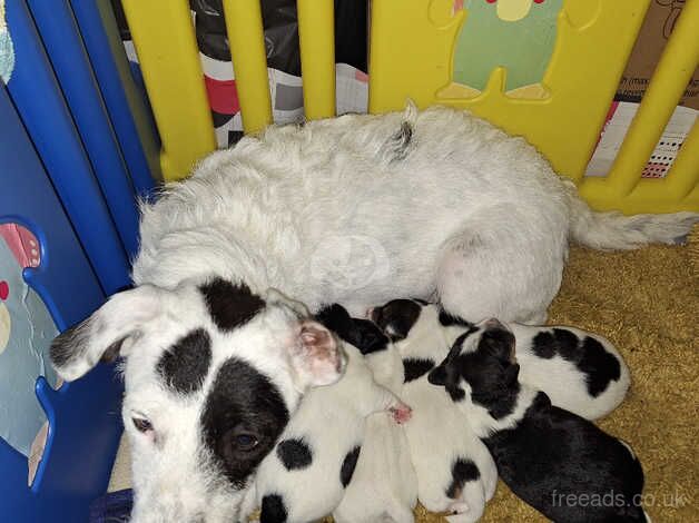 Jack Russell Puppies for sale