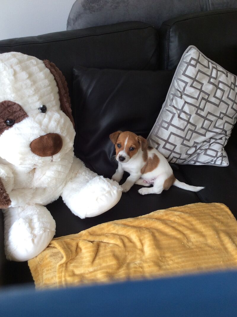 BEAUTIFUL JACK RUSSELL SHORT HAIRED PUPPIES FOR SALE (Ready after 25th August 2024) for sale in Reigate, Surrey