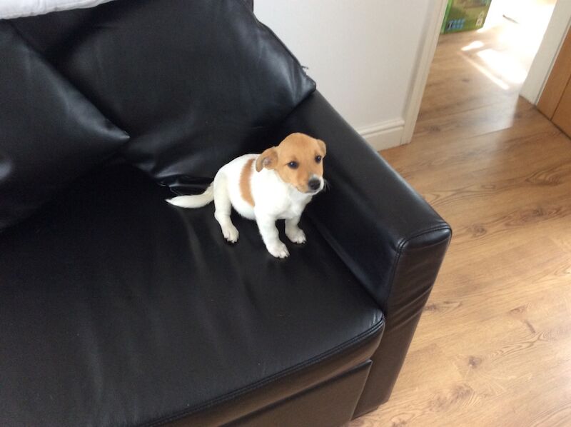 BEAUTIFUL JACK RUSSELL SHORT HAIRED PUPPIES FOR SALE (Ready after 25th August 2024) for sale in Reigate, Surrey