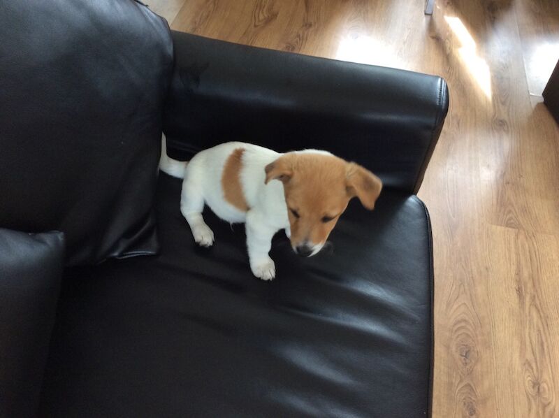 BEAUTIFUL JACK RUSSELL SHORT HAIRED PUPPIES FOR SALE (Ready after 25th August 2024) for sale in Reigate, Surrey - Image 2