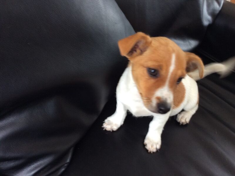 BEAUTIFUL JACK RUSSELL SHORT HAIRED PUPPIES FOR SALE (Ready after 25th August 2024) for sale in Reigate, Surrey - Image 3