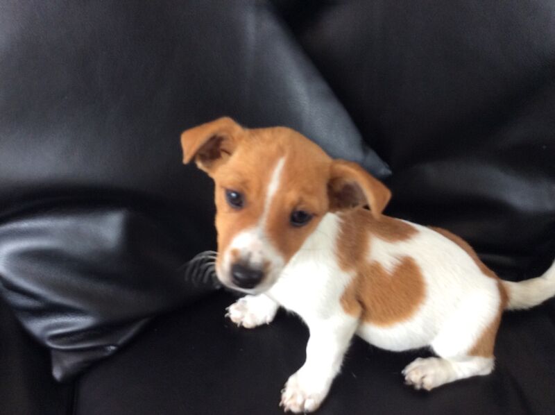 BEAUTIFUL JACK RUSSELL SHORT HAIRED PUPPIES FOR SALE (Ready after 25th August 2024) for sale in Reigate, Surrey - Image 4