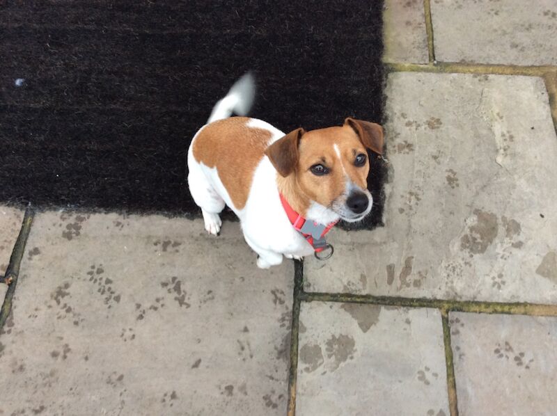 BEAUTIFUL JACK RUSSELL SHORT HAIRED PUPPIES FOR SALE (Ready after 25th August 2024) for sale in Reigate, Surrey - Image 5