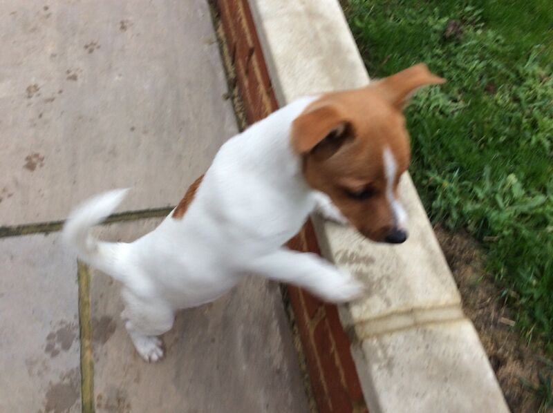 BEAUTIFUL JACK RUSSELL SHORT HAIRED PUPPIES FOR SALE (Ready after 25th August 2024) for sale in Reigate, Surrey - Image 6