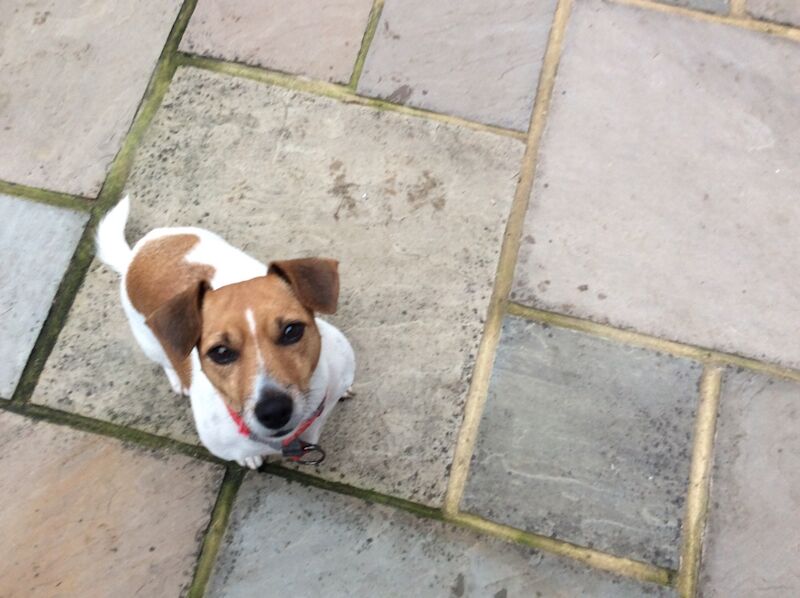 BEAUTIFUL JACK RUSSELL SHORT HAIRED PUPPIES FOR SALE (Ready after 25th August 2024) for sale in Reigate, Surrey - Image 8