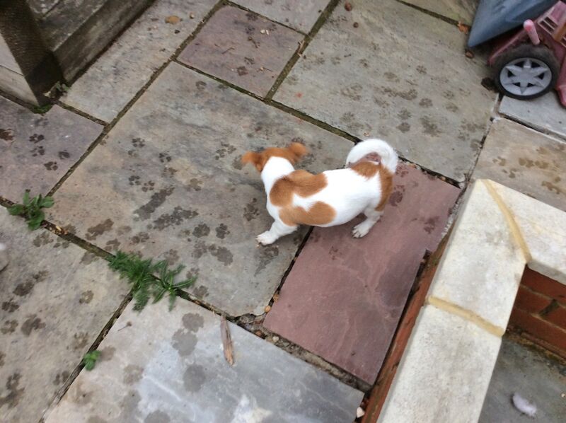 BEAUTIFUL JACK RUSSELL SHORT HAIRED PUPPIES FOR SALE (Ready after 25th August 2024) for sale in Reigate, Surrey - Image 9