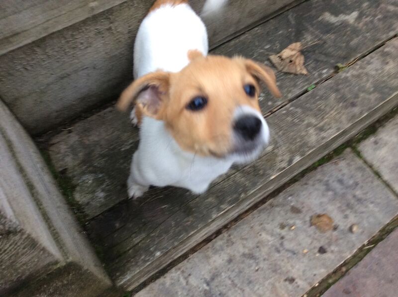 BEAUTIFUL JACK RUSSELL SHORT HAIRED PUPPIES FOR SALE (Ready after 25th August 2024) for sale in Reigate, Surrey - Image 10