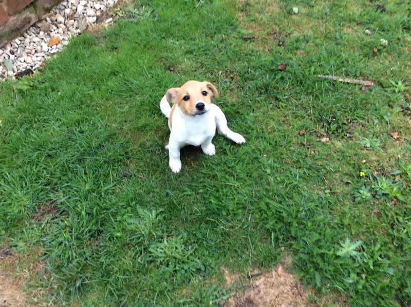 BEAUTIFUL JACK RUSSELL SHORT HAIRED PUPPIES FOR SALE (Ready after 25th August 2024) for sale in Reigate, Surrey - Image 11