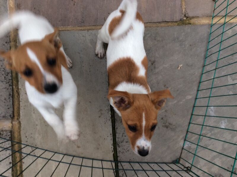 BEAUTIFUL JACK RUSSELL SHORT HAIRED PUPPIES FOR SALE (Ready after 25th August 2024) for sale in Reigate, Surrey - Image 12