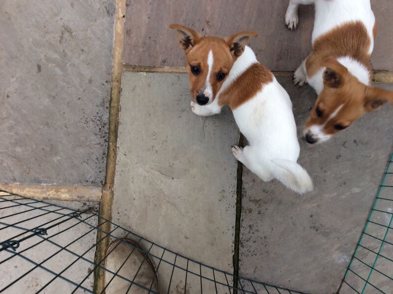 BEAUTIFUL JACK RUSSELL SHORT HAIRED PUPPIES FOR SALE (Ready after 25th August 2024) for sale in Reigate, Surrey - Image 13