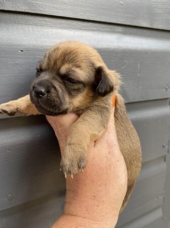 Beautiful jack Russell terrier puppies for sale in Basingstoke, Hampshire - Image 1