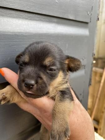 Beautiful jack Russell terrier puppies for sale in Basingstoke, Hampshire - Image 2