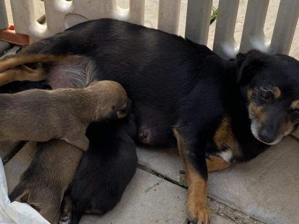 Beautiful jack Russell terrier puppies for sale in Basingstoke, Hampshire - Image 3