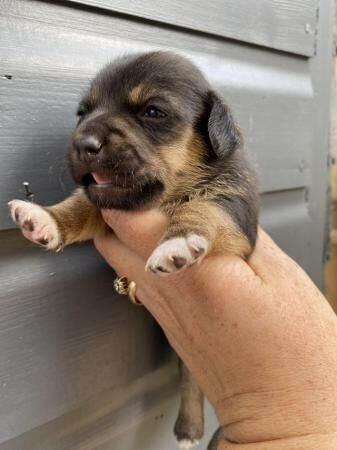 Beautiful jack Russell terrier puppies for sale in Basingstoke, Hampshire - Image 5