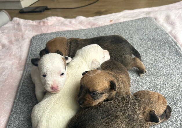 ** BEAUTIFUL JACK RUSSELL TERRIER PUPS ** for sale in Poole, Dorset - Image 2