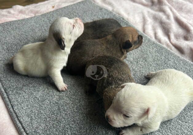 Jack Russell Puppies for sale in Dorset