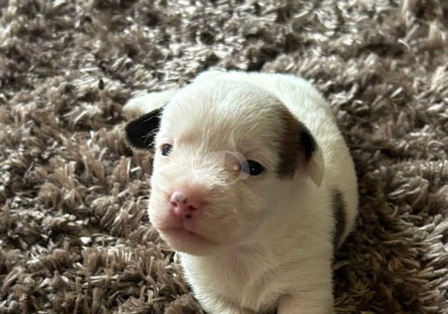 ** BEAUTIFUL JACK RUSSELL TERRIER PUPS ** for sale in Poole, Dorset - Image 5