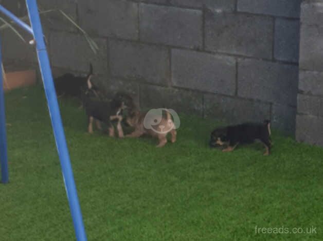 Beautiful Jack Russell x border terrier puppies for sale in Merthyr Tydfil, Merthyr Tydfil