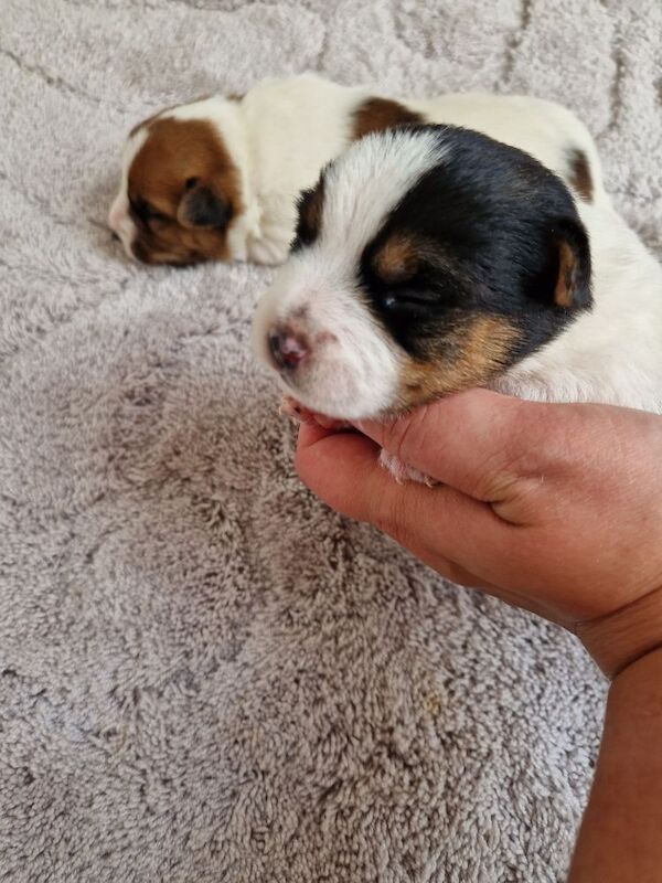 Beautiful Jack Russells for sale in South Lanarkshire