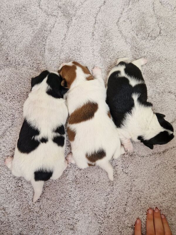 Jack Russells for sale in South Lanarkshire