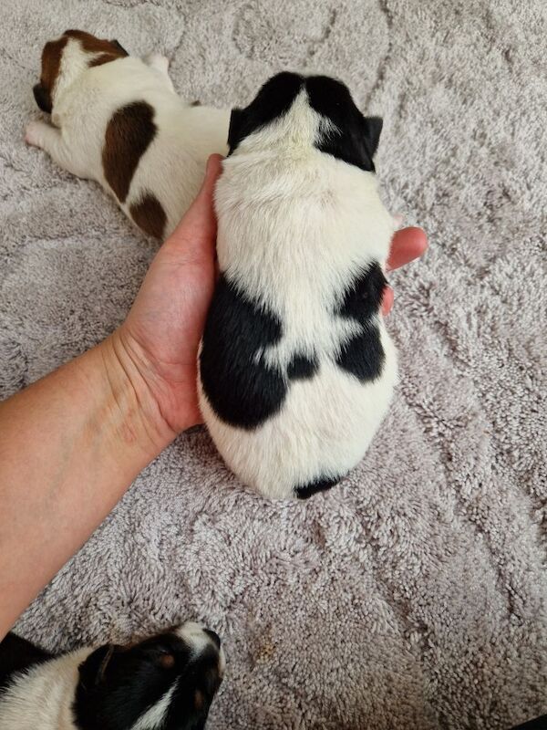 Jack Russell Puppies for sale in South Lanarkshire