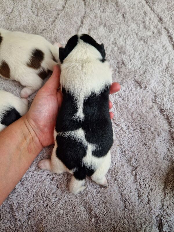 Jack Russell Puppies for sale