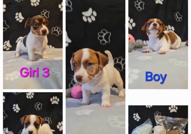 Beautiful Jack Russell's for sale in Canterbury, Kent