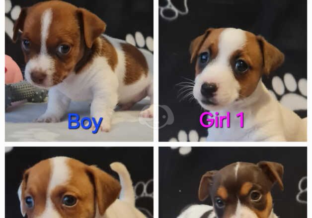 Beautiful Jack Russell's for sale in Canterbury, Kent - Image 2