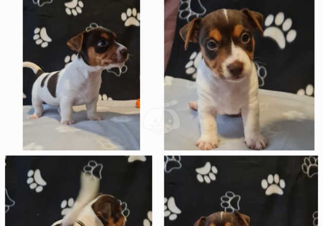 Jack Russell Puppies for sale