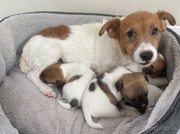 Beautiful jackrussel pups for sale in Evesham, Worcestershire