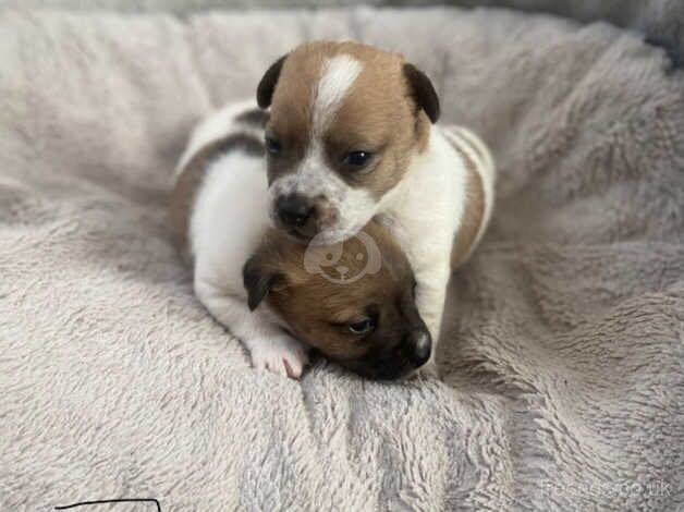 Beautiful jackrussel pups for sale in Evesham, Worcestershire - Image 2