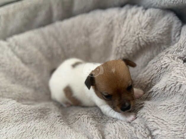 Beautiful jackrussel pups for sale in Evesham, Worcestershire - Image 3