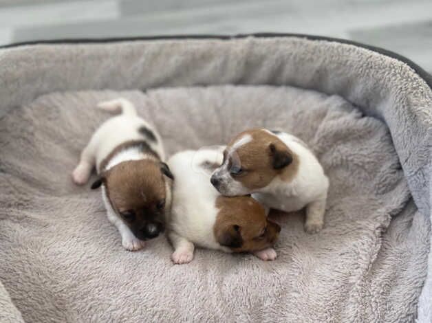 Beautiful jackrussel pups for sale in Evesham, Worcestershire - Image 4