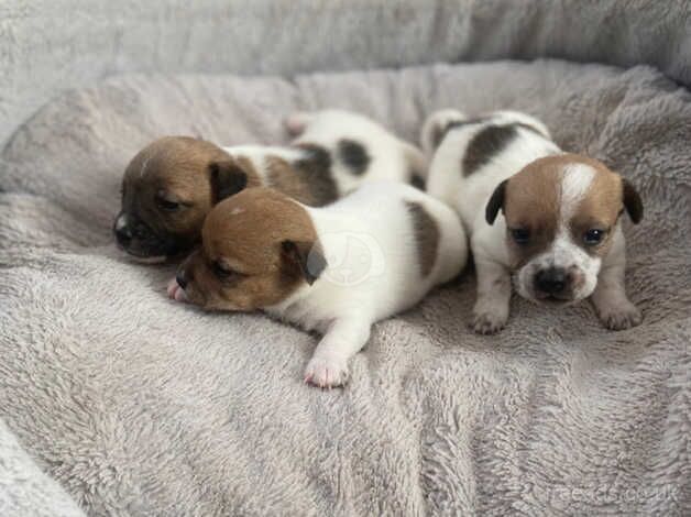 Beautiful jackrussel pups for sale in Evesham, Worcestershire - Image 5