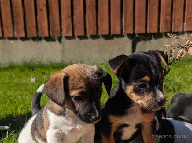 BEAUTIFUL JACKRUSSELL BOYS & GIRLS for sale in Bishop Auckland, County Durham