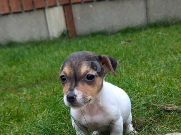 Beautiful Jackrussell girl pup for sale in Bishop Auckland, County Durham