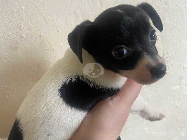 Beautiful jackrussell puppies for sale in Wrexham