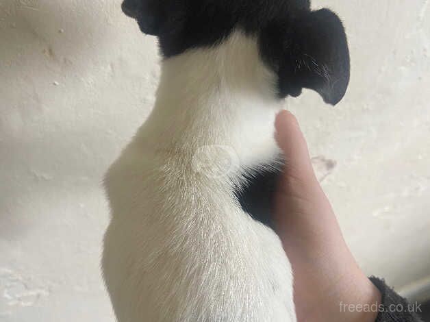 Beautiful jackrussell puppies for sale in Wrexham - Image 2