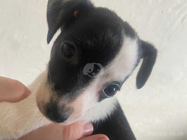 Beautiful jackrussell puppies for sale in Wrexham - Image 3