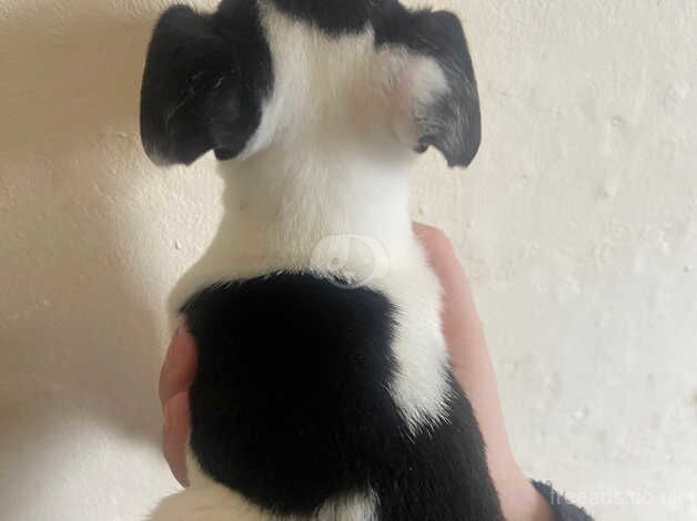 Beautiful jackrussell puppies for sale in Wrexham - Image 4