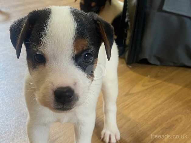 Beautiful jackrussell puppies for sale in Wrexham - Image 5