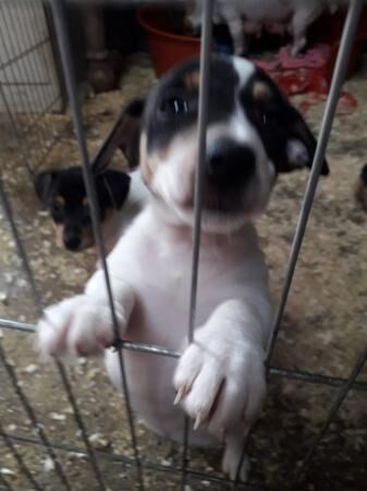 beautiful jackrussell pups 2 left from litter for sale in Louth, Lincolnshire