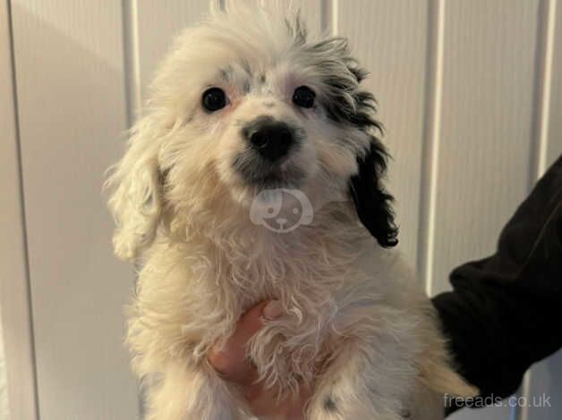 Beautiful litter of Jack Russels X Springer for sale in Newbridge on Usk, Monmouthshire