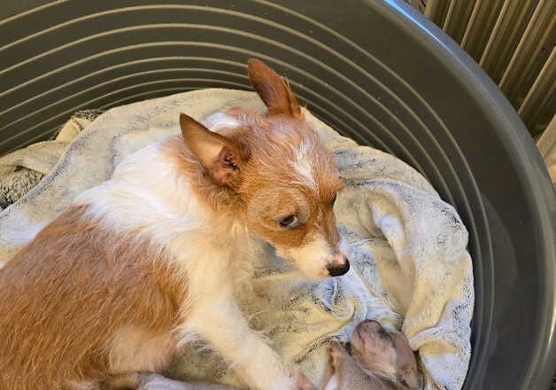 Jack Russells for sale in Plymouth, Devon