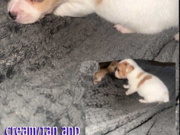 Beautiful litter of puppies for sale in Leighton Buzzard, Bedfordshire - Image 2