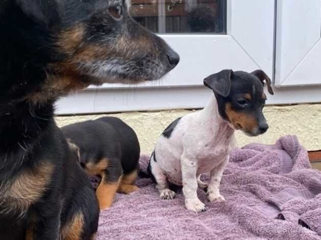 Beautiful little jack Russel girls for sale in Reading, Berkshire - Image 2