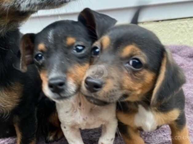 Beautiful little jack Russel girls for sale in Reading, Berkshire - Image 3